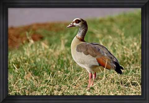 Framed Egyptian Goose, Samburu Game Reserve, Kenya Print