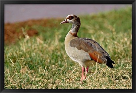 Framed Egyptian Goose, Samburu Game Reserve, Kenya Print