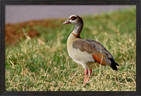 Framed Egyptian Goose, Samburu Game Reserve, Kenya Print