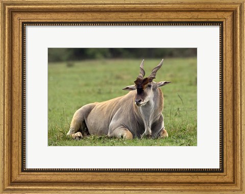 Framed Eland (Taurotragus oryx) Kenya&#39;s largest antelope Print