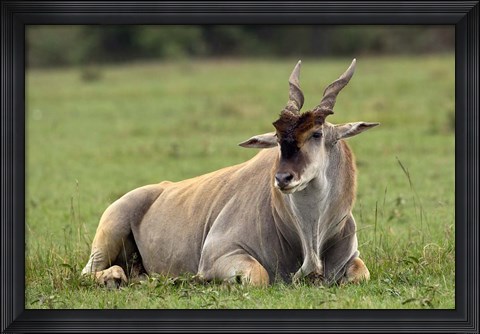 Framed Eland (Taurotragus oryx) Kenya&#39;s largest antelope Print
