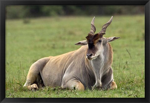 Framed Eland (Taurotragus oryx) Kenya&#39;s largest antelope Print