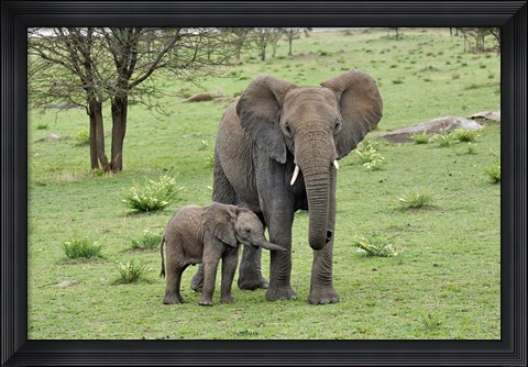 Framed Female African Elephant with baby, Serengeti National Park, Tanzania Print