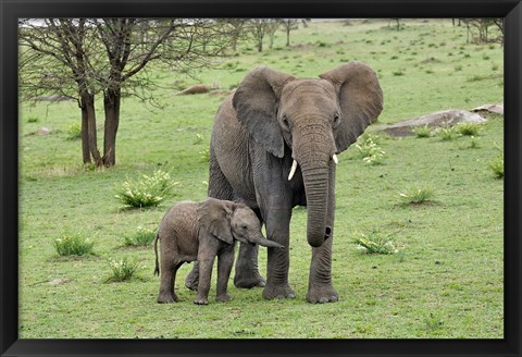 Framed Female African Elephant with baby, Serengeti National Park, Tanzania Print