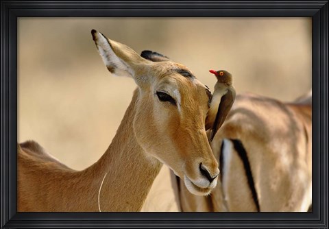 Framed Female Impala with Red-billed Oxpecker, Samburu Game Reserve, Kenya Print