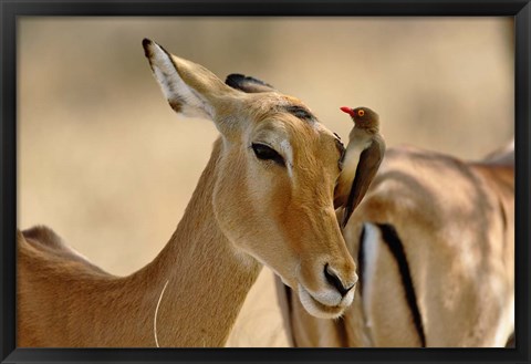 Framed Female Impala with Red-billed Oxpecker, Samburu Game Reserve, Kenya Print