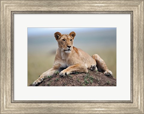 Framed Female lion on termite mound, Maasai Mara, Kenya Print