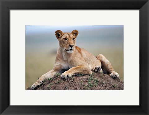 Framed Female lion on termite mound, Maasai Mara, Kenya Print