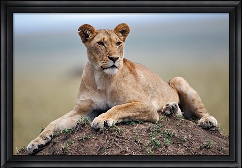 Framed Female lion on termite mound, Maasai Mara, Kenya Print