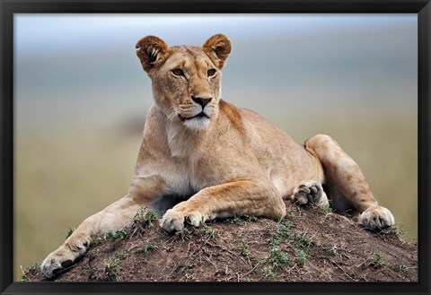 Framed Female lion on termite mound, Maasai Mara, Kenya Print