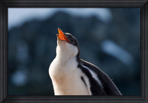 Framed Gentoo Penguin chick, Neko Harbor, Antarctica Print