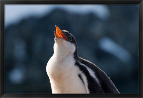 Framed Gentoo Penguin chick, Neko Harbor, Antarctica Print