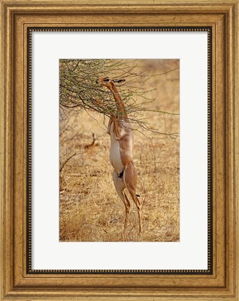 Framed Gerenuk antelope, Samburu Game Reserve, Kenya Print