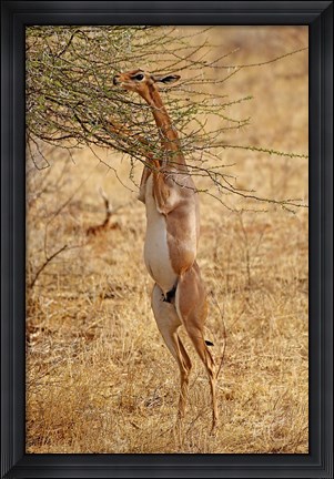 Framed Gerenuk antelope, Samburu Game Reserve, Kenya Print