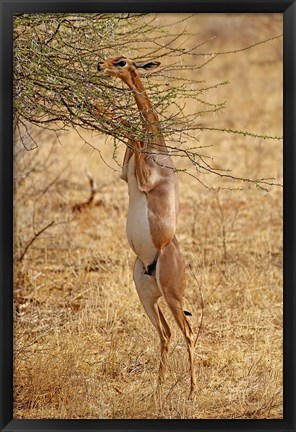 Framed Gerenuk antelope, Samburu Game Reserve, Kenya Print