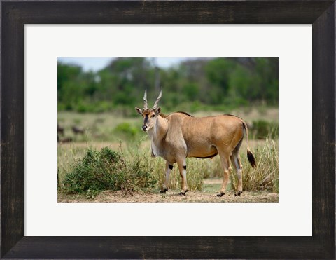 Framed Giant Eland wildlife, Serengeti National Park, Tanzania Print