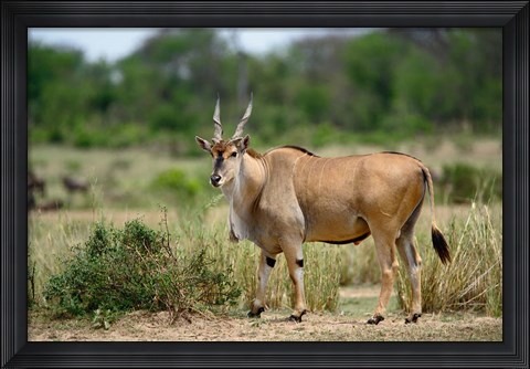 Framed Giant Eland wildlife, Serengeti National Park, Tanzania Print