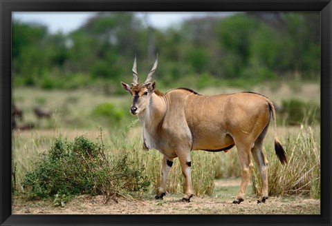 Framed Giant Eland wildlife, Serengeti National Park, Tanzania Print