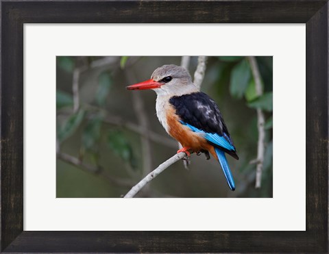 Framed Grey-headed Kingfisher bird, Maasai Mara, Kenya Print