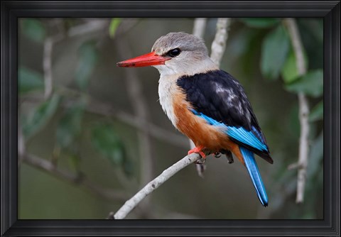 Framed Grey-headed Kingfisher bird, Maasai Mara, Kenya Print