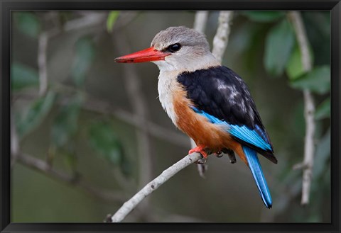 Framed Grey-headed Kingfisher bird, Maasai Mara, Kenya Print