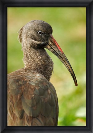 Framed Hadada Ibis bird, Samburu National Reserve, Kenya Print