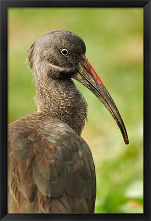 Framed Hadada Ibis bird, Samburu National Reserve, Kenya Print