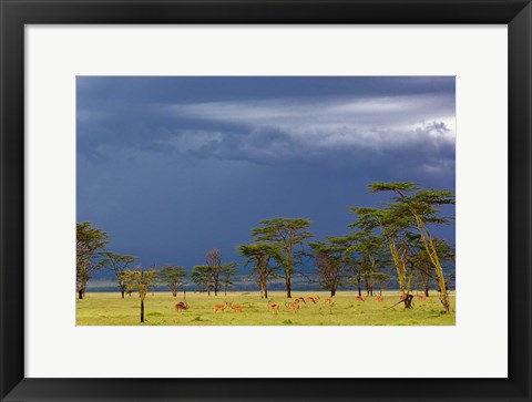 Framed Herd of male Impala, Lake Nakuru, Lake Nakuru National Park, Kenya Print