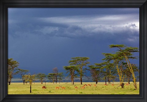 Framed Herd of male Impala, Lake Nakuru, Lake Nakuru National Park, Kenya Print