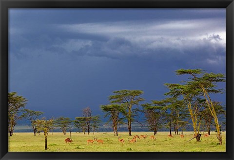 Framed Herd of male Impala, Lake Nakuru, Lake Nakuru National Park, Kenya Print