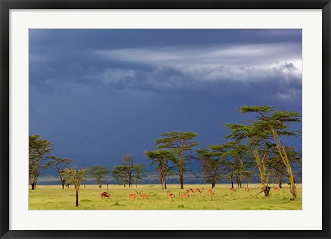 Framed Herd of male Impala, Lake Nakuru, Lake Nakuru National Park, Kenya Print