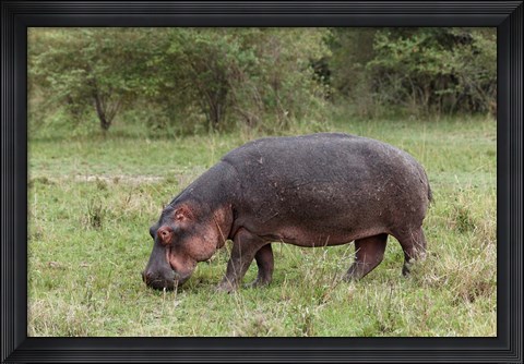 Framed Hippopotamus near riverside, Maasai Mara, Kenya Print
