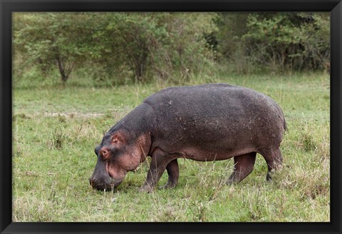 Framed Hippopotamus near riverside, Maasai Mara, Kenya Print