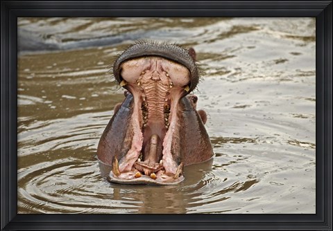 Framed Hippopotamus threat, Mara River, Maasai Mara, Kenya Print