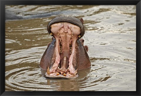 Framed Hippopotamus threat, Mara River, Maasai Mara, Kenya Print