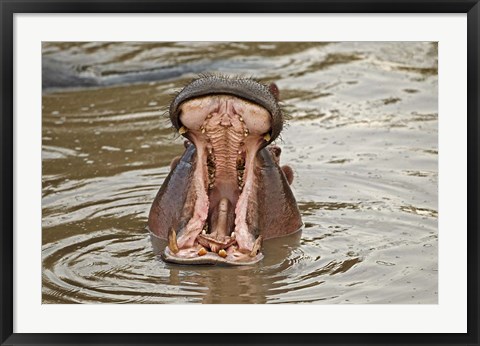 Framed Hippopotamus threat, Mara River, Maasai Mara, Kenya Print