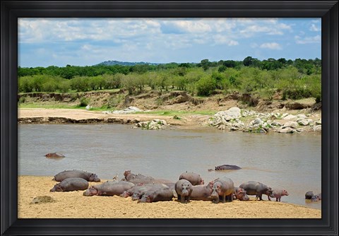 Framed Hippopotamus, Mara River, Serengeti NP, Tanzania Print