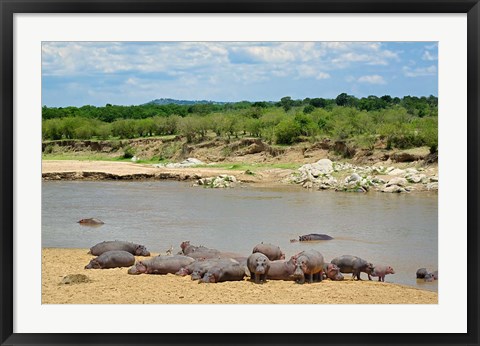 Framed Hippopotamus, Mara River, Serengeti NP, Tanzania Print