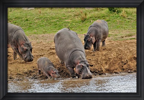 Framed Hippopotamus, Serengeti National Park, Tanzania Print
