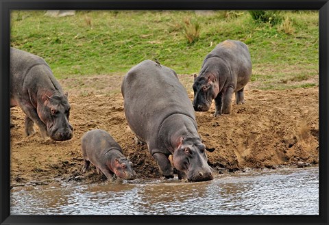 Framed Hippopotamus, Serengeti National Park, Tanzania Print