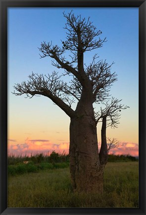 Framed Baobob Trees, Berenty National park, Toliara, Madagascar Print