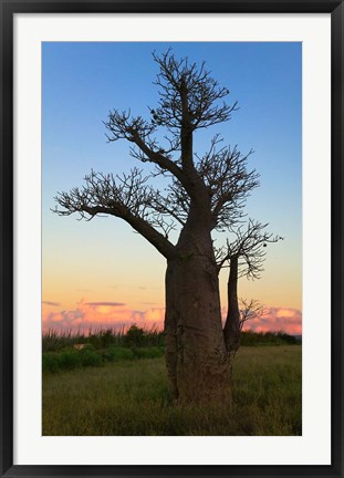 Framed Baobob Trees, Berenty National park, Toliara, Madagascar Print