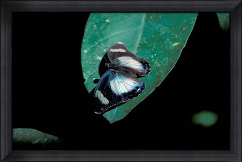 Framed Butterfly on leaf, Gombe National Park, Tanzania Print