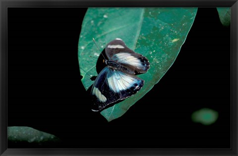 Framed Butterfly on leaf, Gombe National Park, Tanzania Print