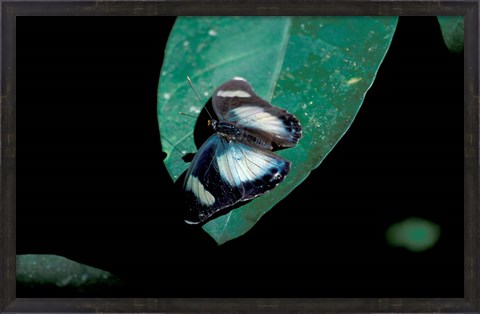 Framed Butterfly on leaf, Gombe National Park, Tanzania Print