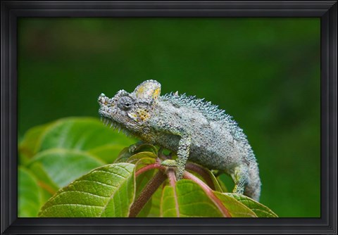 Framed Chameleon on leaves, Nakuru, Kenya Print