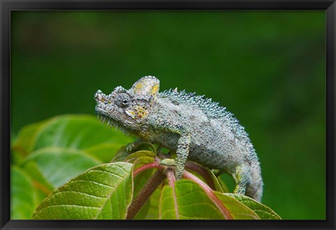 Framed Chameleon on leaves, Nakuru, Kenya Print