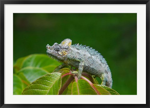 Framed Chameleon on leaves, Nakuru, Kenya Print