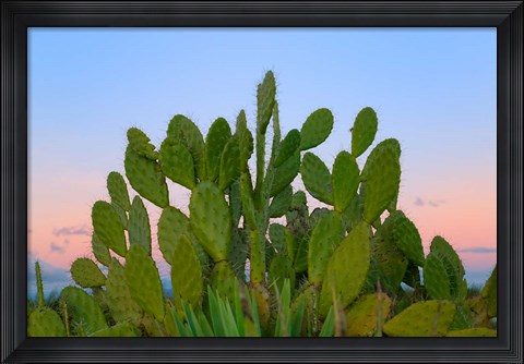 Framed Dry Forest, Berenty National park, Toliara, Madagascar Print