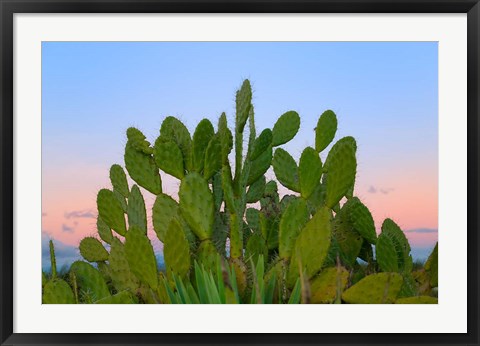 Framed Dry Forest, Berenty National park, Toliara, Madagascar Print